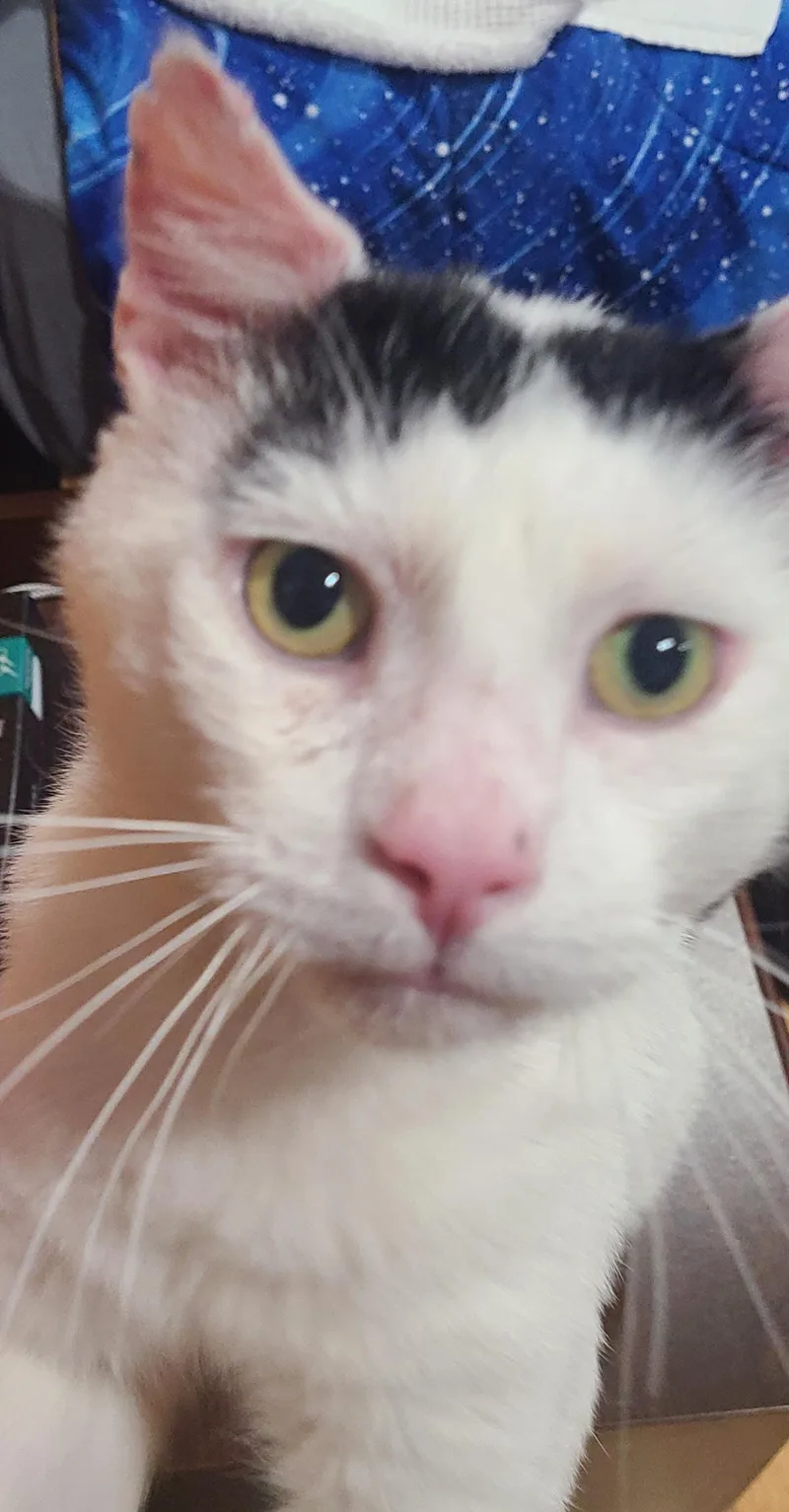 Elmerlap Cat! Fiv+ thumbnail 4