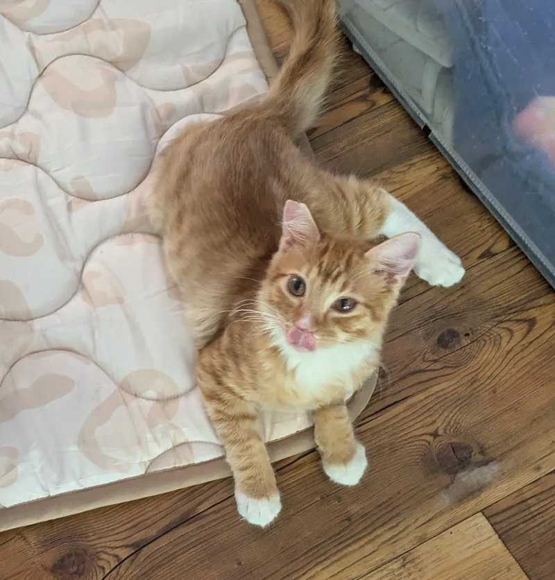 A baby medium-sized male Orange & White Domestic Medium Hair cat named Sir Wobbleton for adoption in Scottsdale, AZ