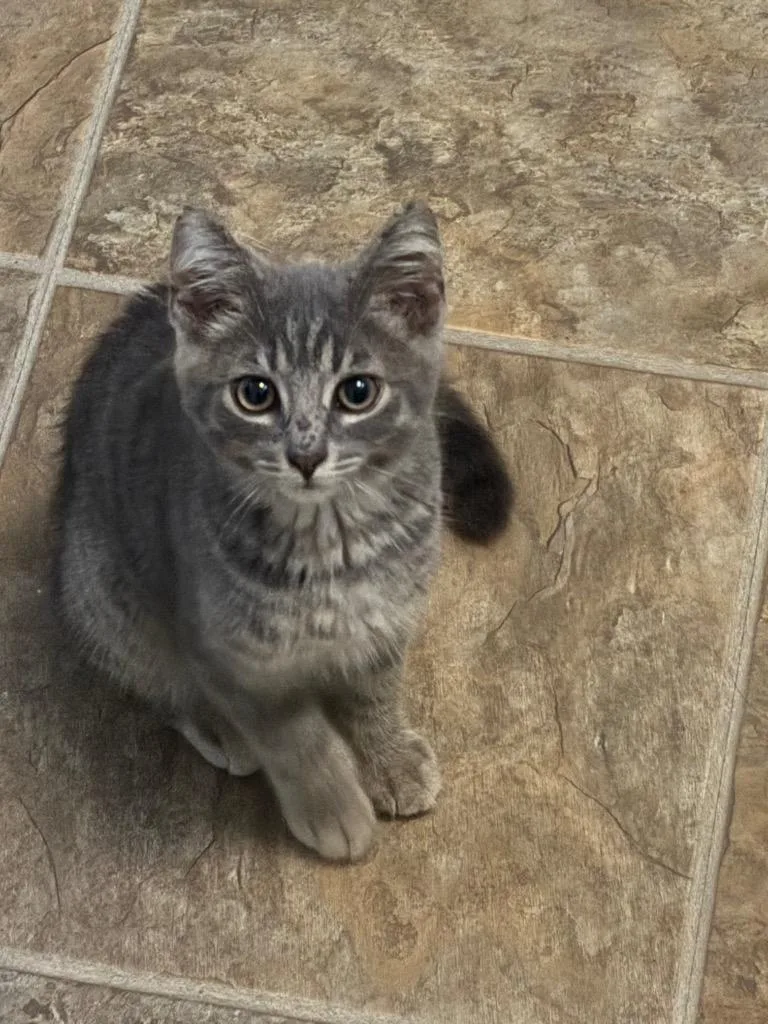 A baby small-sized male Domestic Short Hair cat named Tater for adoption in Gorham, ME