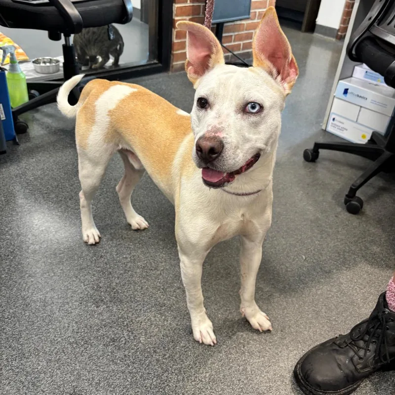 A young medium-sized male Yellow / Tan / Blond / Fawn Mixed Breed dog named Bolt for adoption in Allentown, PA