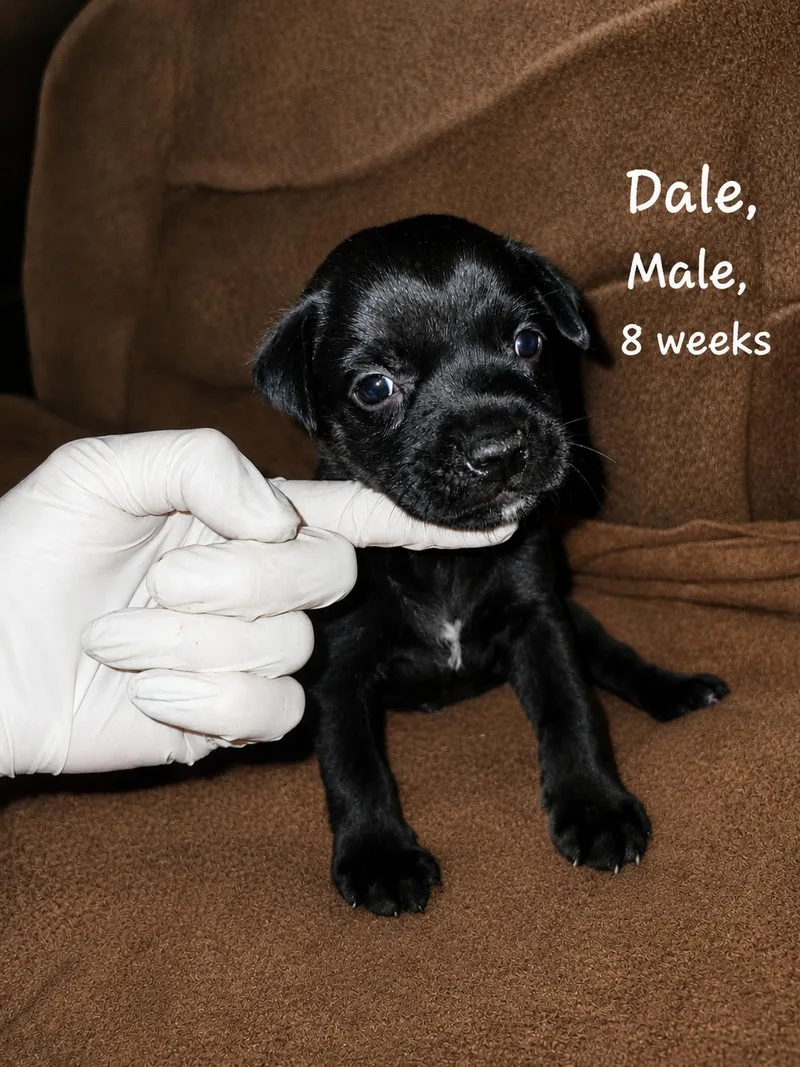 A baby medium-sized male Labrador Retriever dog named Dale for adoption in Carmel, NY