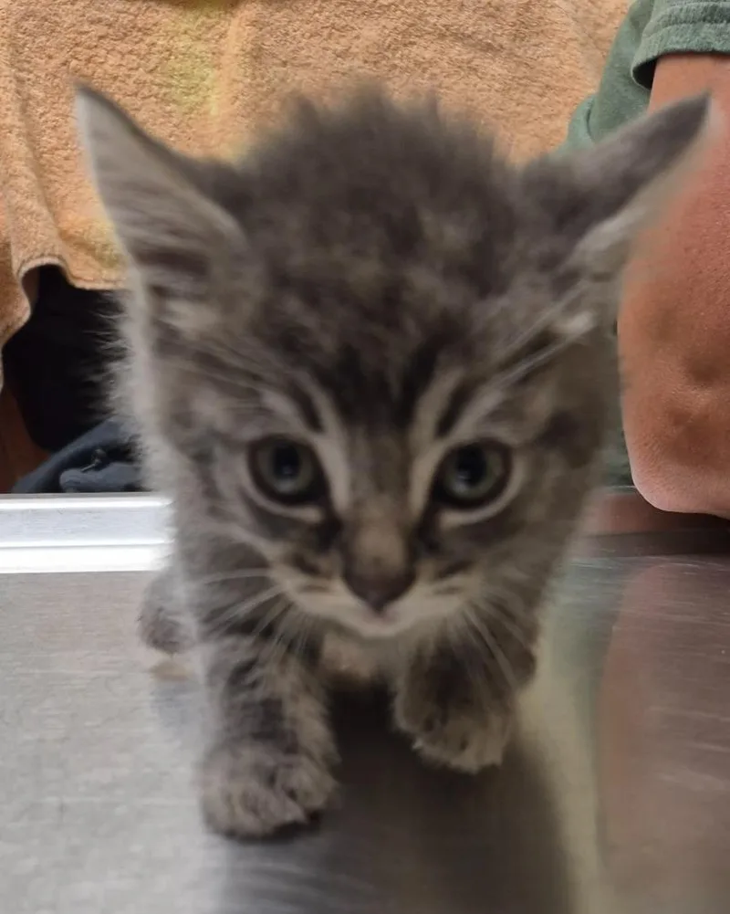 A baby medium-sized male Domestic Short Hair cat named Oracle for adoption in Christiansburg, VA