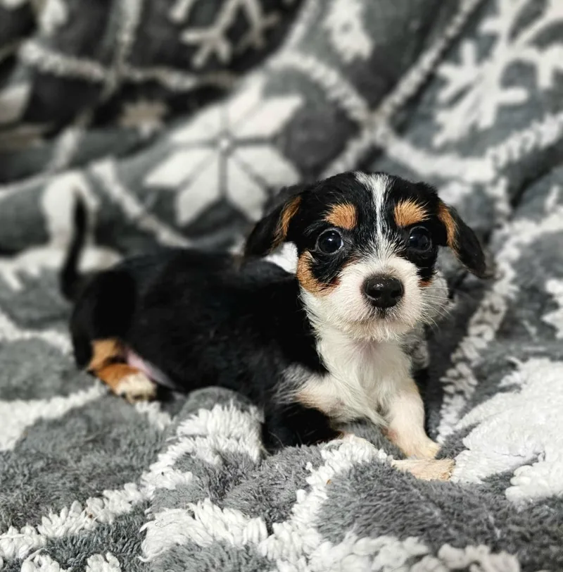 A baby small-sized female Tricolor (Brown, Black, & White) Dachshund dog named Concordia WAT for adoption in Missouri City, TX
