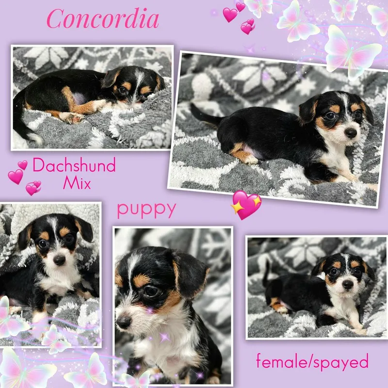 Concordia WAT thumbnail 6