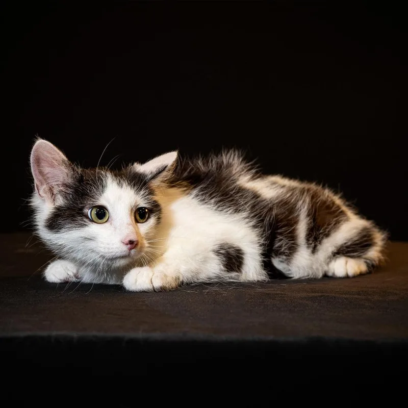 A baby small-sized female White Domestic Short Hair cat named Deedee for adoption in Columbia, MO