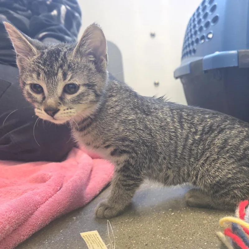 A baby small-sized female Brown / Chocolate Domestic Short Hair cat named Sweetie for adoption in Fort Wayne, IN