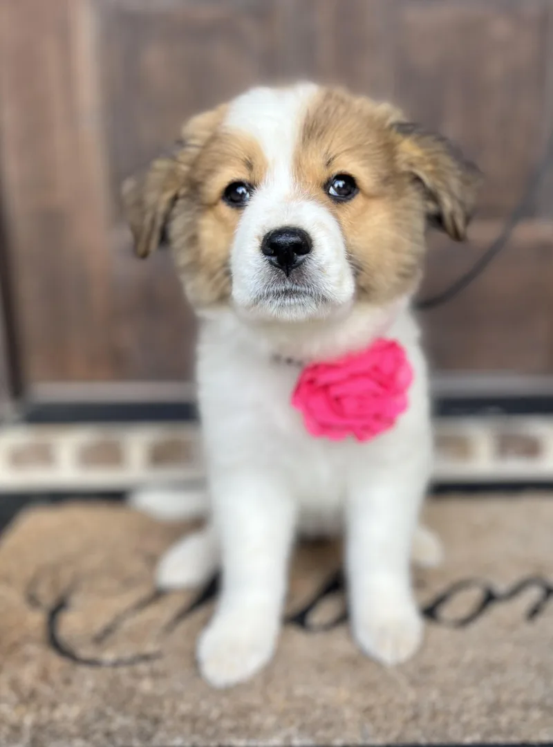 A baby medium-sized female Australian Shepherd dog named Honeysuckle for adoption in University Place, WA