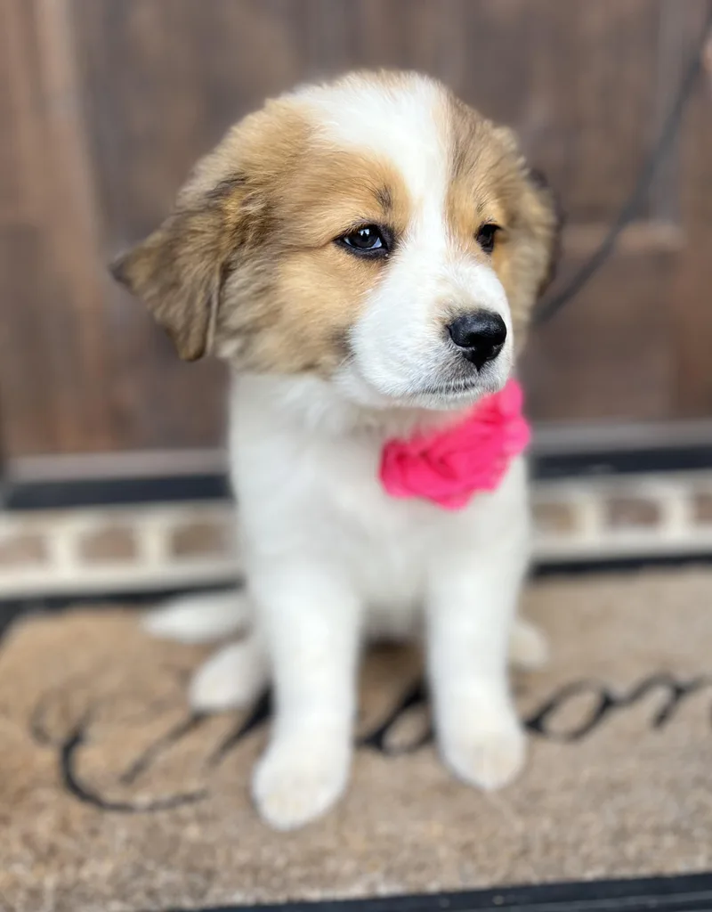 Honeysuckle thumbnail 2