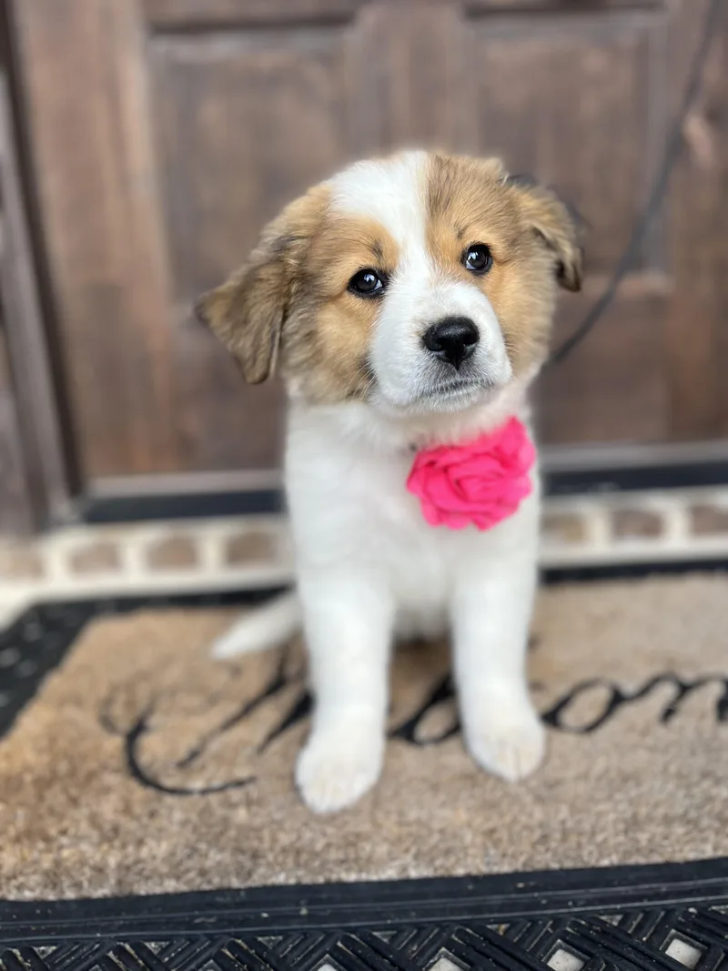 Honeysuckle thumbnail 3