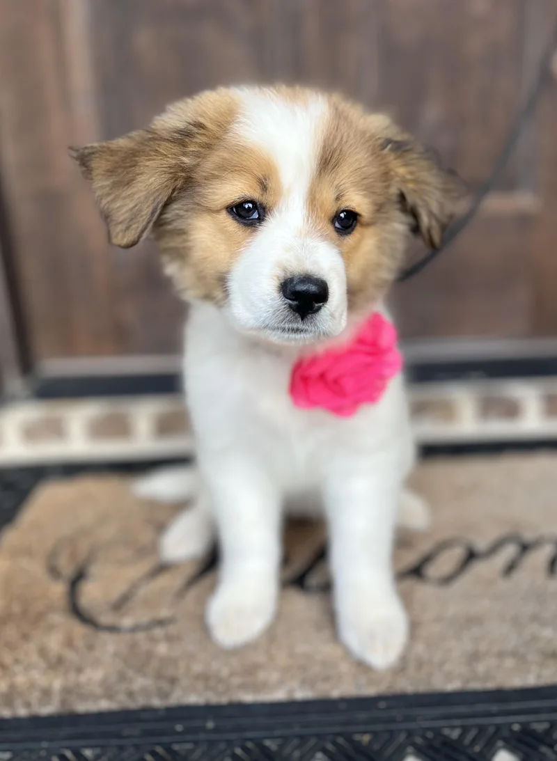 Honeysuckle thumbnail 4