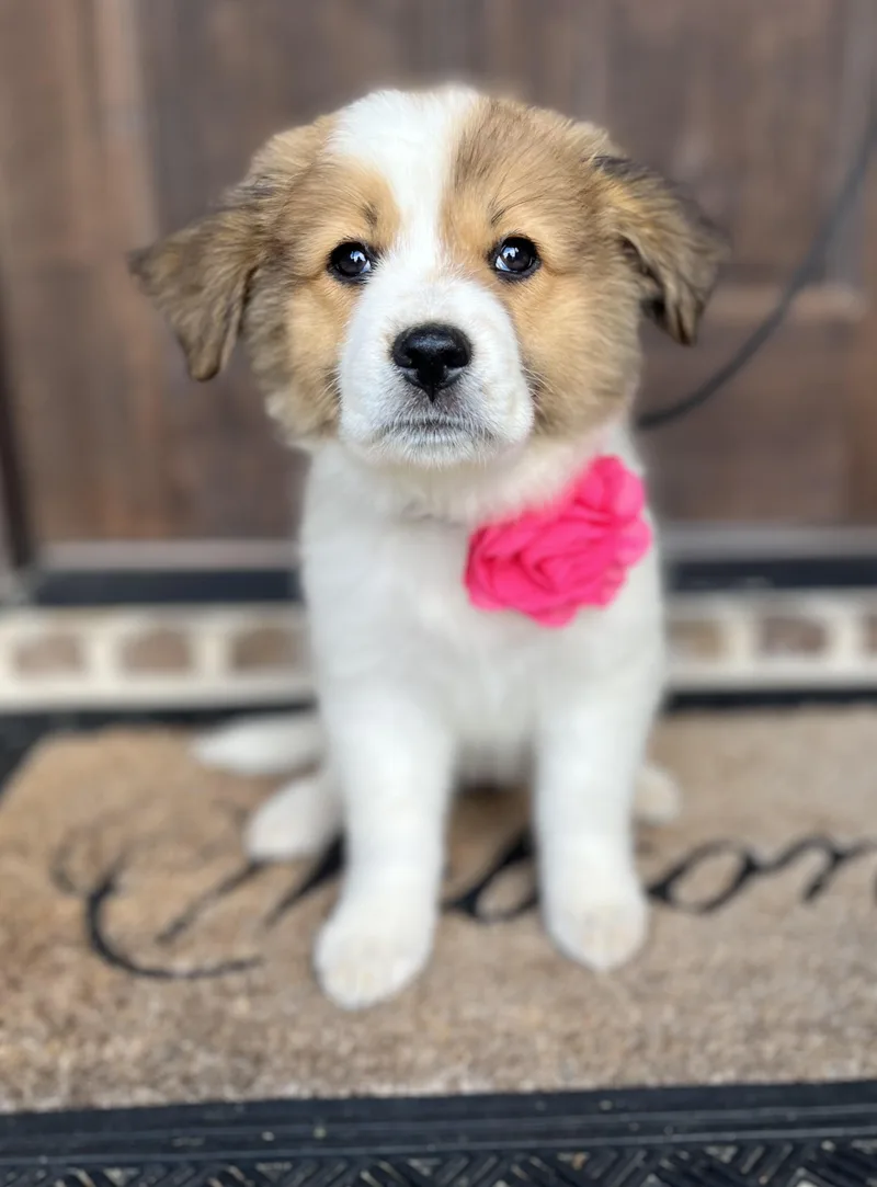 Honeysuckle thumbnail 5