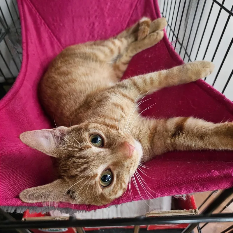 A young medium-sized male Orange / Red Domestic Short Hair cat named Sam for adoption in Fairfax, VA