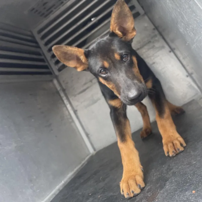 Mon Mothma thumbnail 2