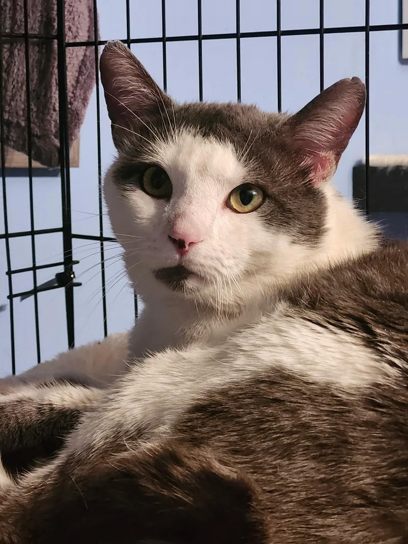 Valentino thumbnail 2