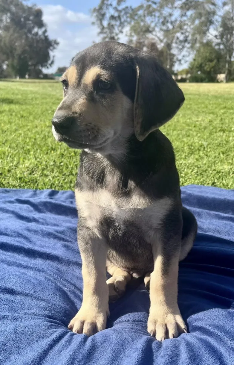 A baby large-sized male Chocolate Labrador Retriever dog named Mac for adoption in El Cajon, CA
