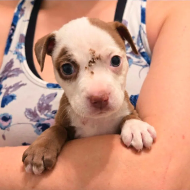 A baby medium-sized female Labrador Retriever dog named Ghost Toast for adoption in El Dorado, AR
