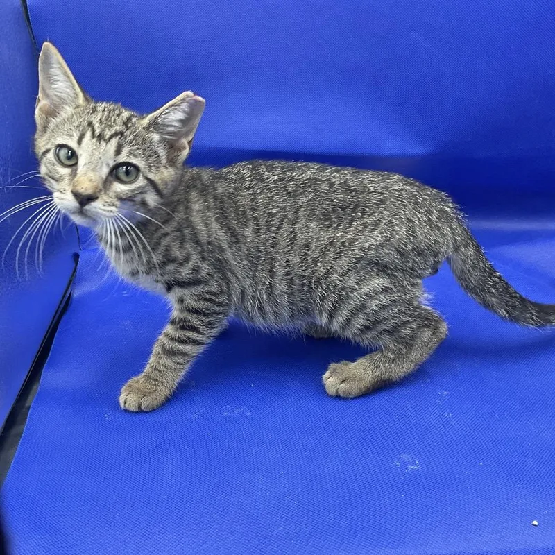 A baby small-sized male Gray / Blue / Silver Domestic Short Hair cat named Blaze for adoption in Gonzales, LA