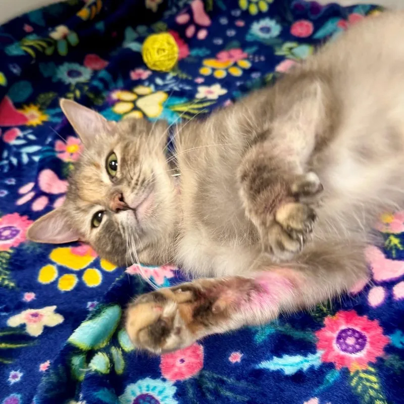 A young medium-sized female Tortoiseshell Domestic Medium Hair cat named Eliza for adoption in Hawthorne, CA