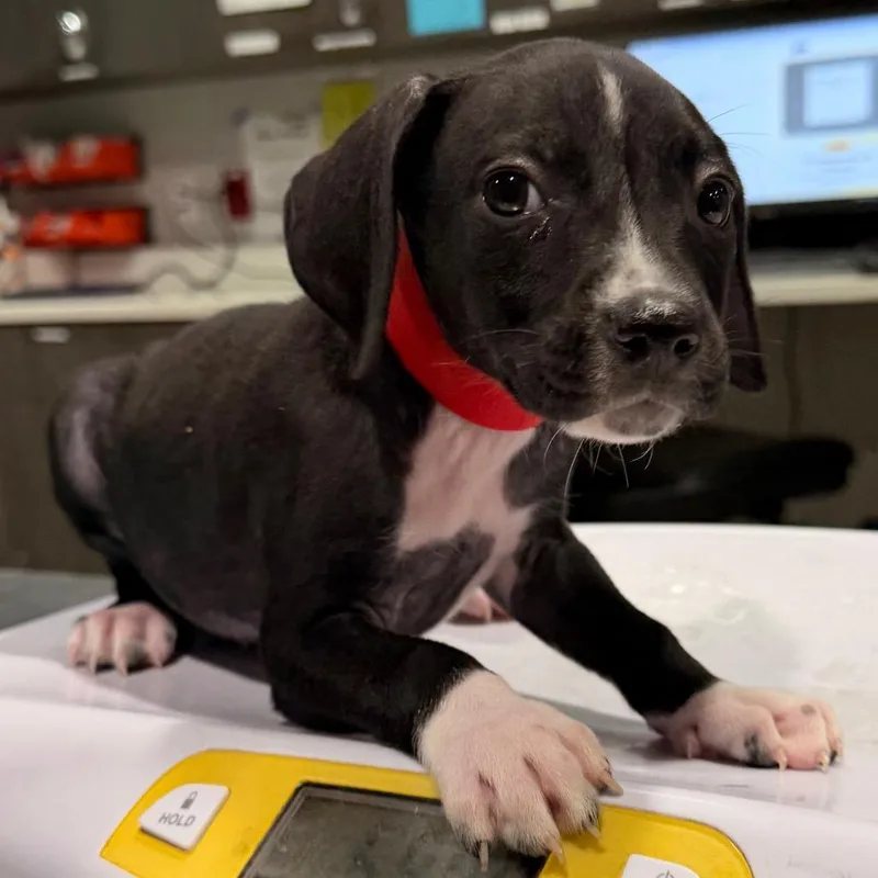 A baby medium-sized female Black German Shorthaired Pointer dog named Polly for adoption in Tampa, FL
