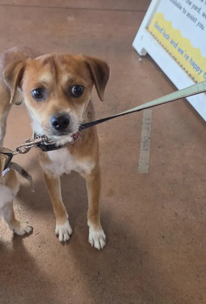 An adult small-sized male Chihuahua dog named Chopper for adoption in Van Nuys, CA