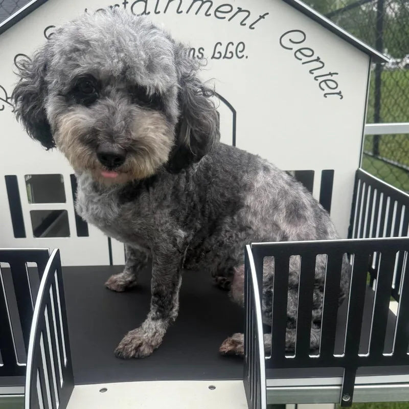 An adult small-sized female Miniature Poodle dog named Rhonda for adoption in Zionsville, IN