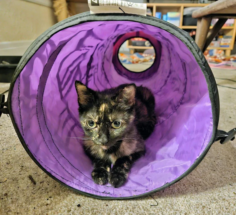 An adult medium-sized female Tortoiseshell cat named Alice for adoption in Georgetown, KY