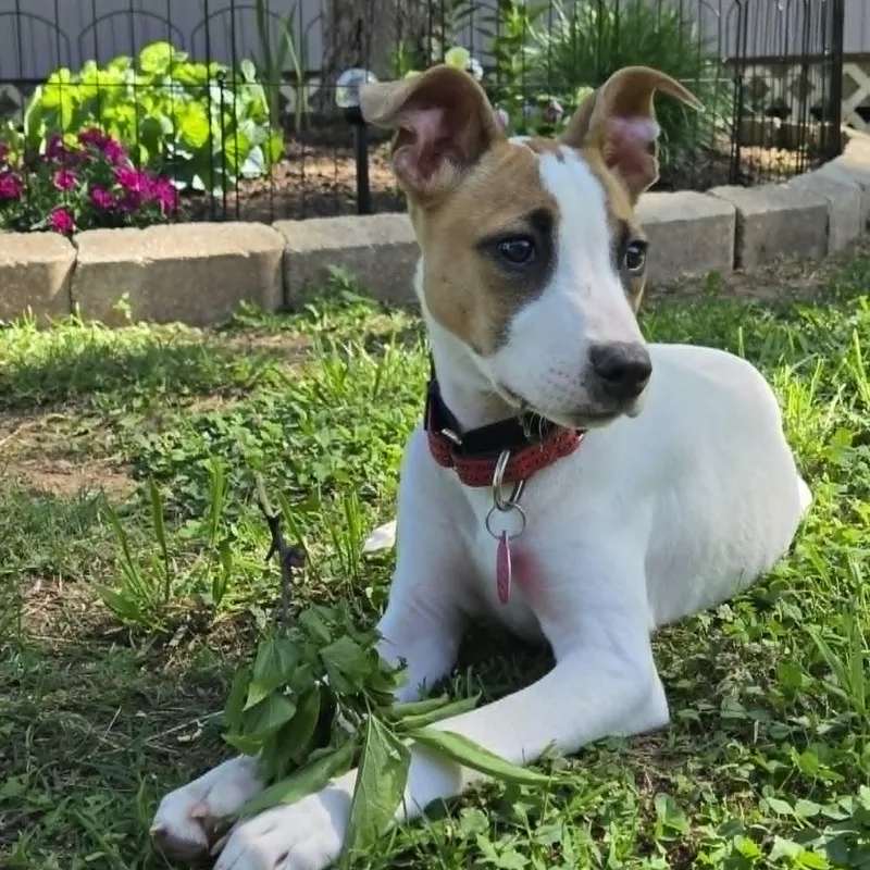 Maisy