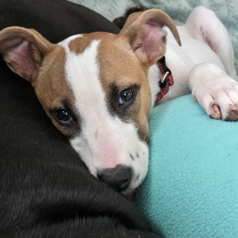 Maisy thumbnail 4