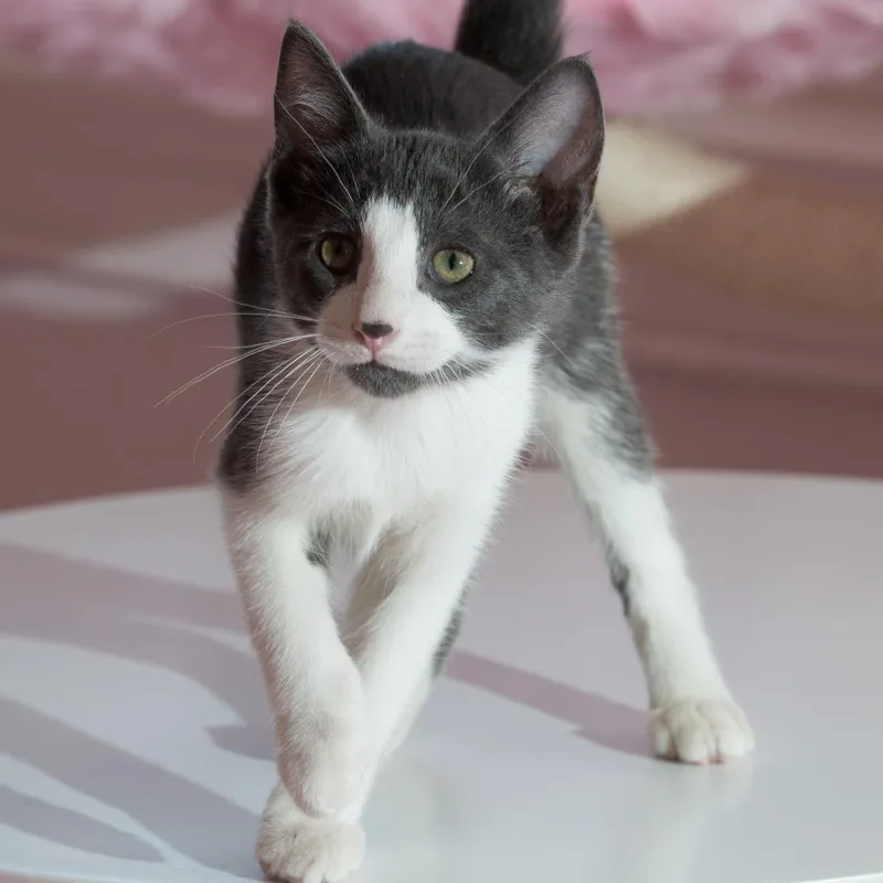 A baby small-sized male Gray / Blue / Silver Domestic Short Hair cat named Yoshi for adoption in Forest Park, IL