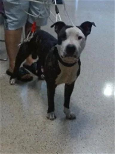 An adult large-sized male Terrier dog named Justin for adoption in Miami, FL