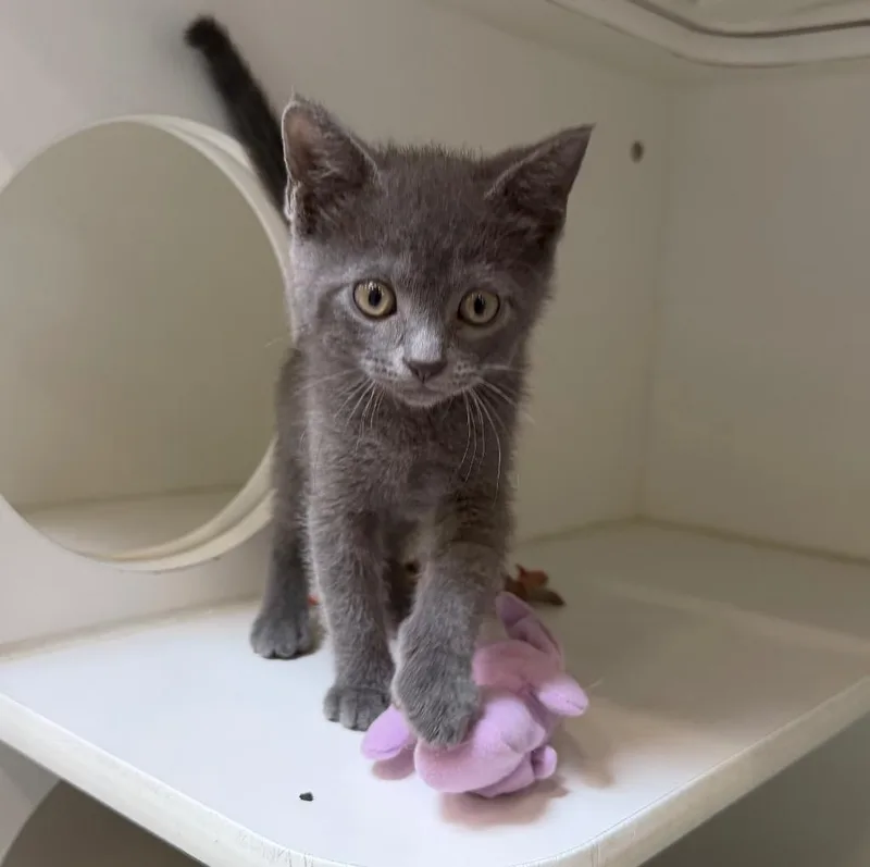 A baby small-sized male Domestic Short Hair cat named Echo for adoption in Columbia, IL