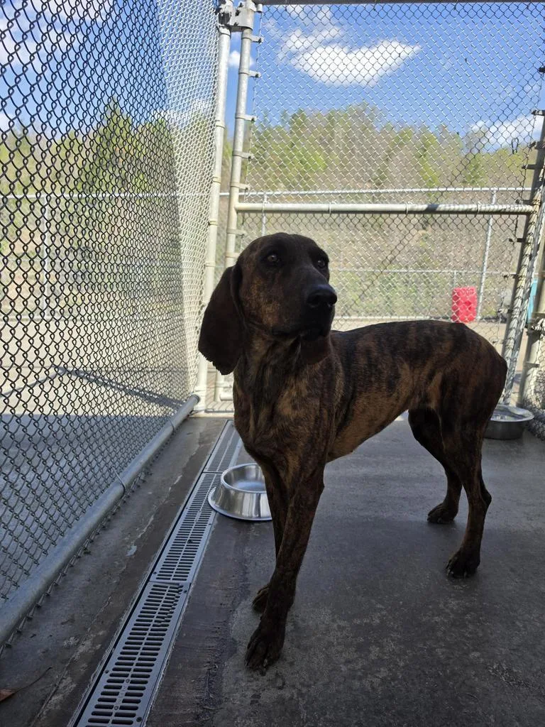 A young medium-sized female Plott Hound dog named Iris for adoption in Burnsville, NC