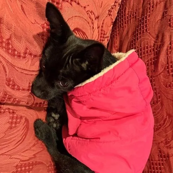 A young small-sized female Black Terrier dog named Snookie for adoption in Pleasanton, CA