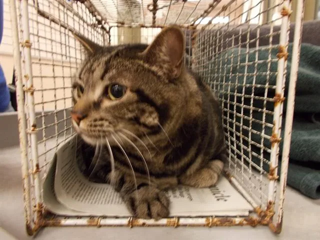 An adult extra large-sized male Domestic Short Hair cat named Louie for adoption in Martinez, CA