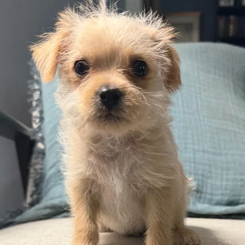 A baby small-sized male Yellow / Tan / Blond / Fawn Terrier dog named Gouda for adoption in Las Vegas, NV