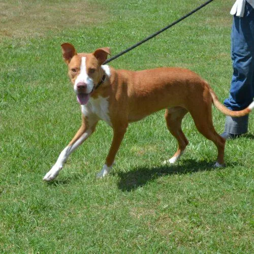 A young small-sized male Yellow / Tan / Blond / Fawn Pit Bull Terrier dog named Carter for adoption in Jackson, LA