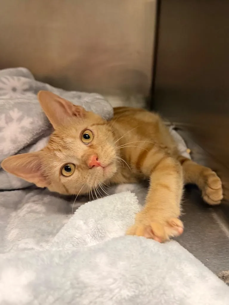 A baby small-sized female Domestic Short Hair cat named Clemmie for adoption in Ocala, FL