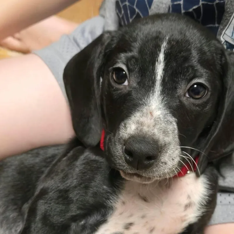 A baby medium-sized male Pointer dog named John for adoption in Jarrettsville, MD