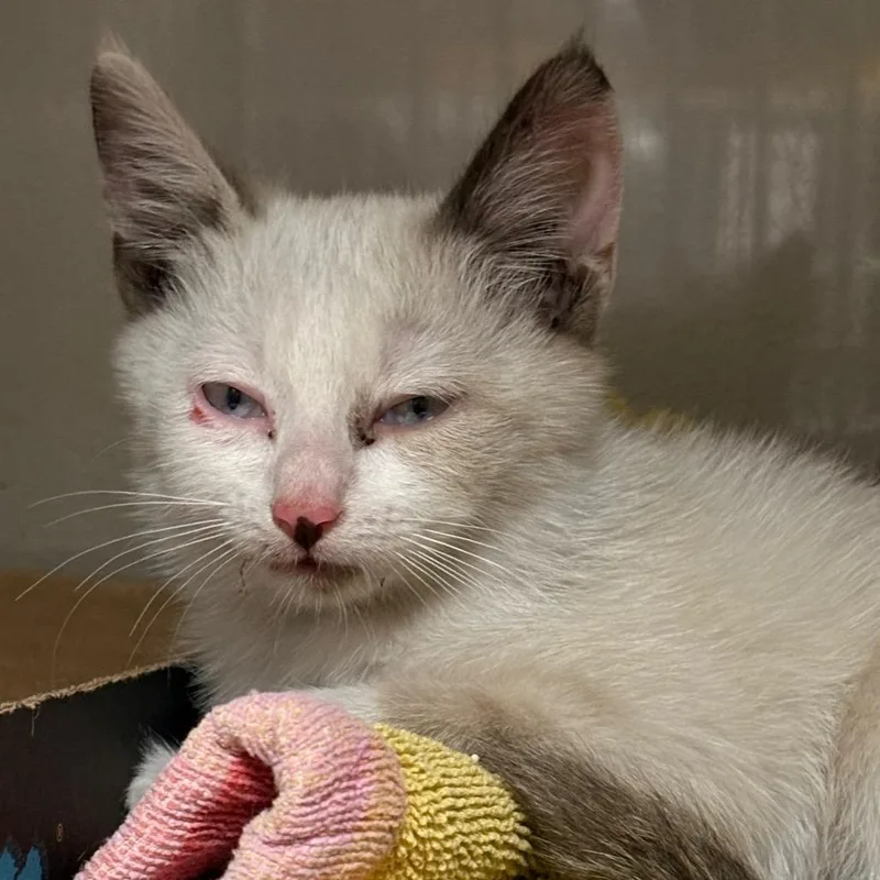A baby small-sized female Buff / Tan / Fawn Domestic Short Hair cat named Dina for adoption in Yuma, AZ