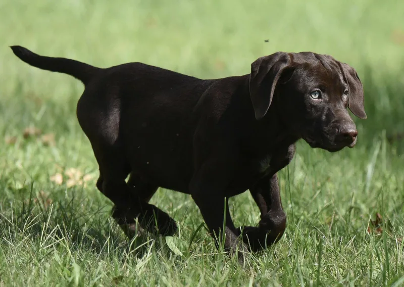 A baby medium-sized male Chocolate Labrador Retriever dog named Fuzz for adoption in Mechanicsburg, PA