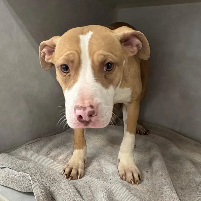 A young medium-sized female Yellow / Tan / Blond / Fawn Pit Bull Terrier dog named Nurse Dana for adoption in Northbrook, IL