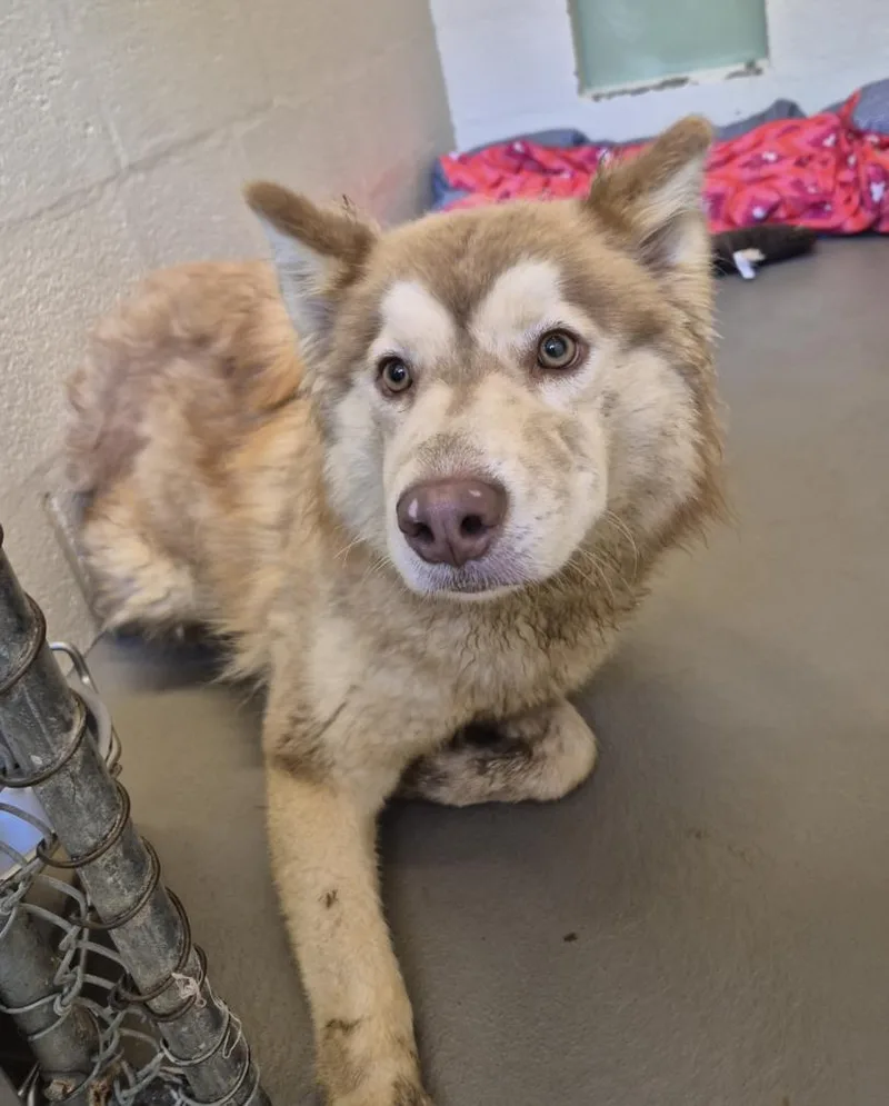 A young medium-sized female Husky dog named Remy for adoption in Hagerstown, MD
