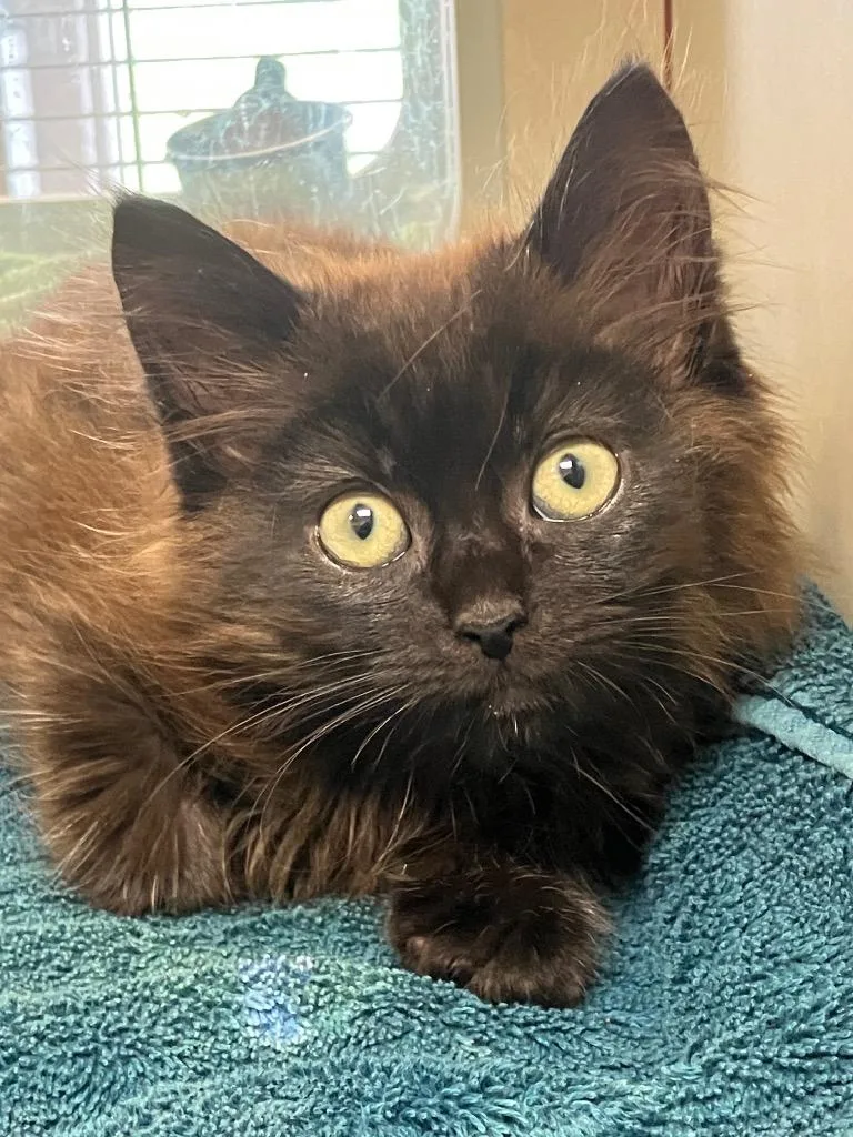 A baby medium-sized male Domestic Long Hair cat named Captain Underpants for adoption in Christiansburg, VA
