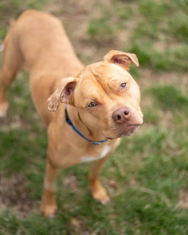 An adult large-sized female Catahoula Leopard Dog dog named Daisy for adoption in Stratham, NH