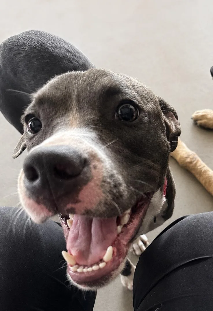 An adult medium-sized female Labrador Retriever dog named Tuesday for adoption in Dallas, TX