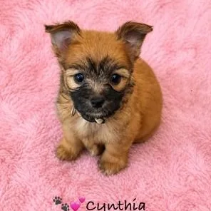 A baby small-sized female Maltese dog named Cynthia for adoption in Lodi, CA