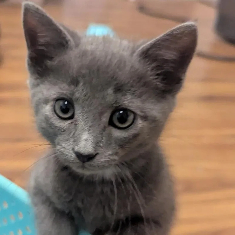 A baby small-sized male Gray / Blue / Silver Domestic Short Hair cat named Jordy for adoption in Denison, TX