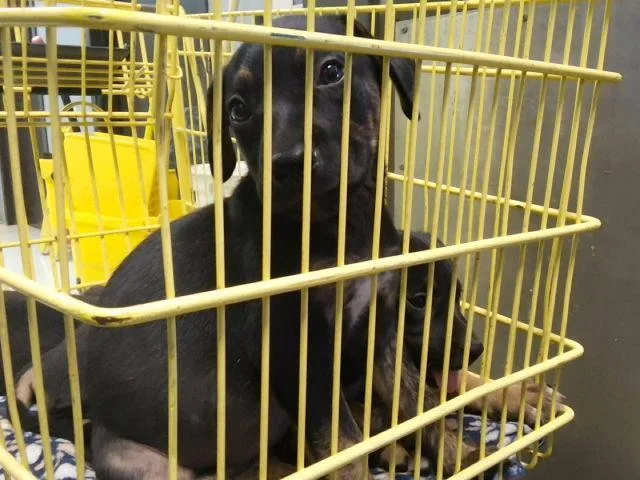 A baby small-sized female Pit Bull Terrier dog named Blues for adoption in Tulsa, OK