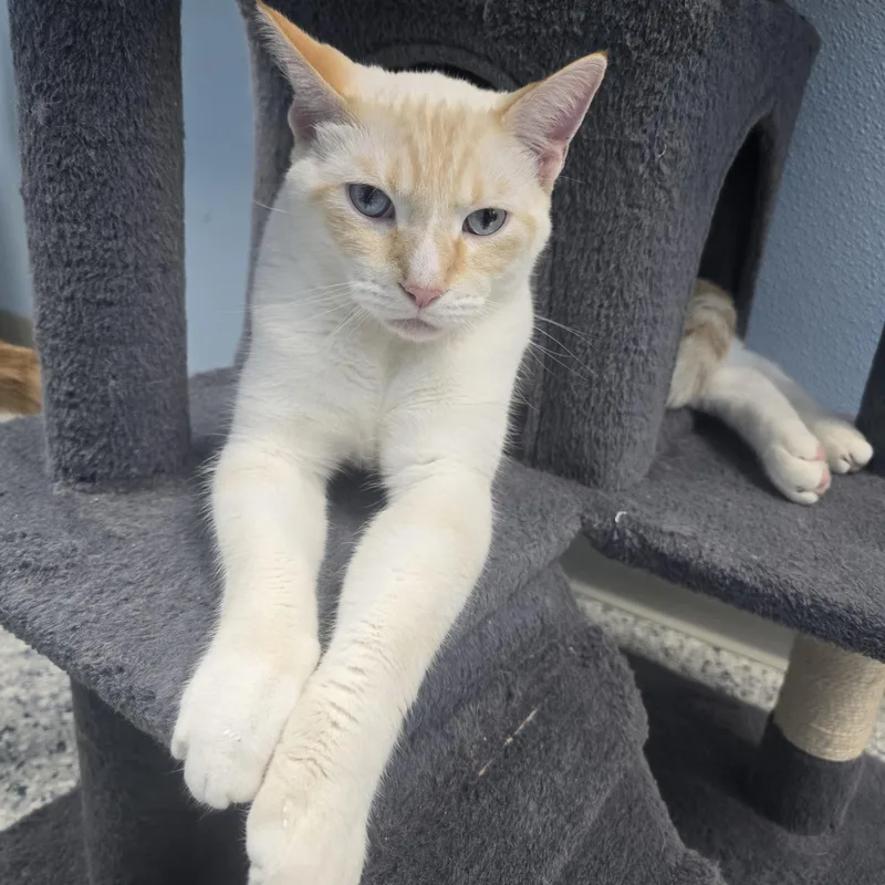 An adult medium-sized male Flame Point Domestic Short Hair cat named Nugget for adoption in Farmington, MO