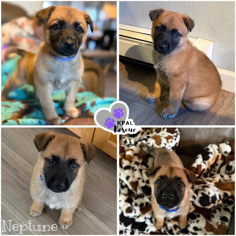 A baby large-sized male Mixed Breed dog named Neptune Planet Litter for adoption in Kenai, AK